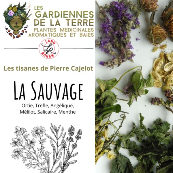 Tisane la Sauvage