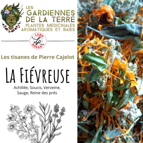 Tisane la Fiévreuse