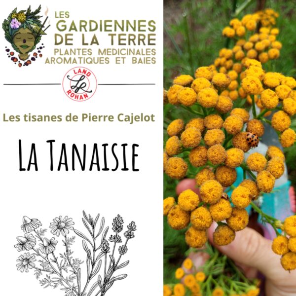 Poudre de Tanaisie