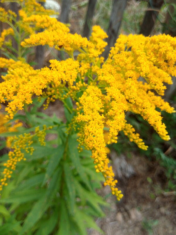 Alcoolature de Verge d'or