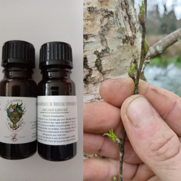 Gemmothérapie de Bouleau verruqueux