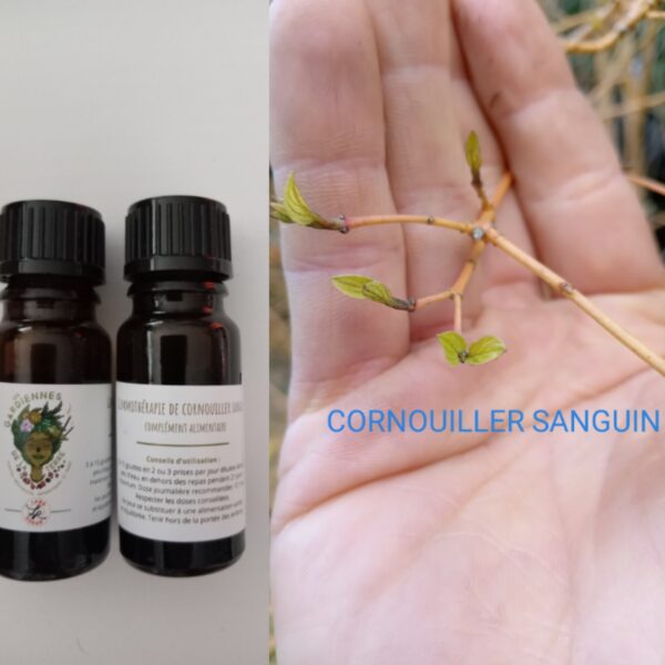 Gemmothérapie de Cornouiller sanguin