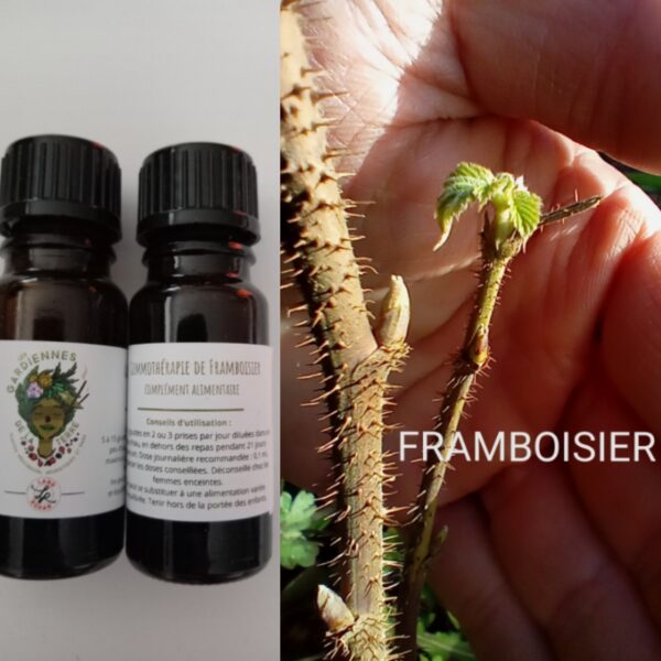 Gemmothérapie de Framboisier