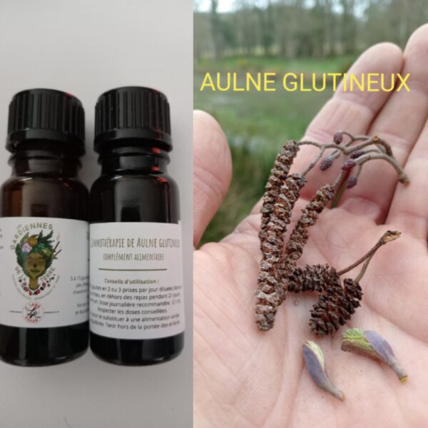 Gemmothérapie d'Aulne