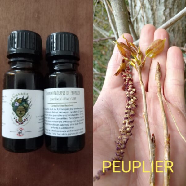 Gemmothérapie de Peuplier