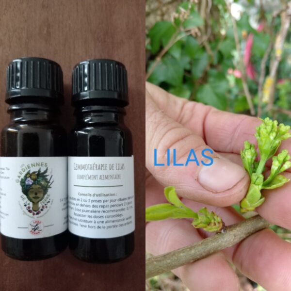 Gemmothérapie de Lilas