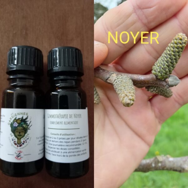 Gemmothérapie de Noyer