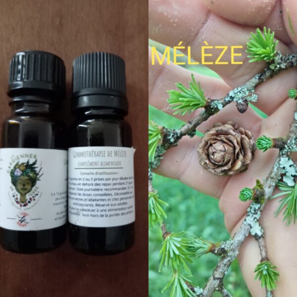 Gemmothérapie de Mélèze