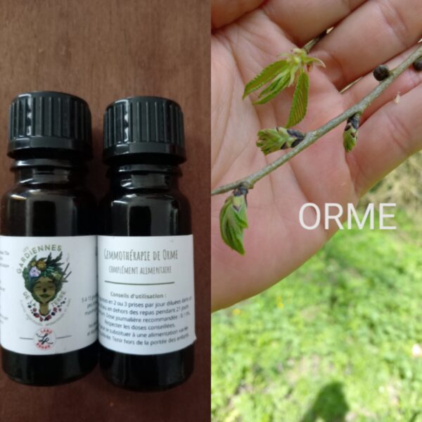 Gemmothérapie d'Orme