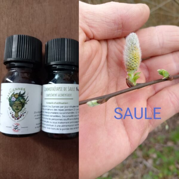 Gemmothérapie de Saule