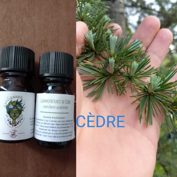 Gemmothérapie de Cèdre