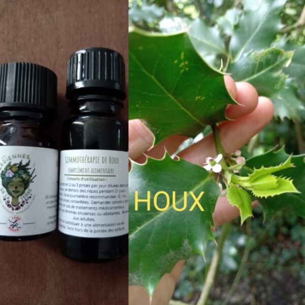 Gemmothérapie de Houx