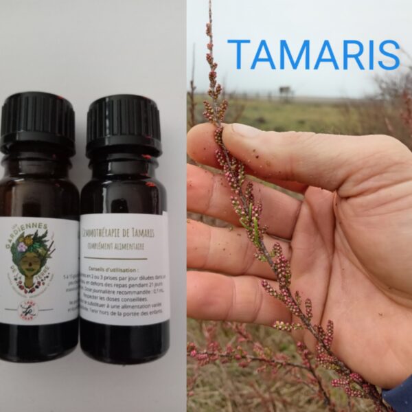 Gemmothérapie de Tamaris