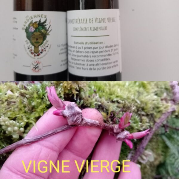 Gemmothérapie de Vigne vierge